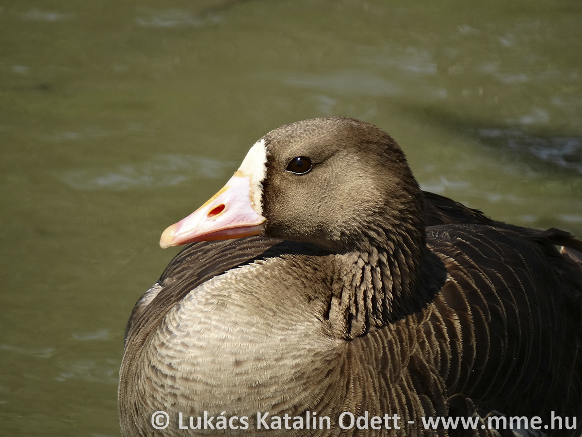  nagy lilik